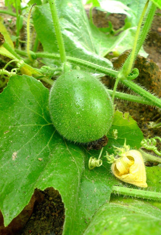 Winter Melon Seeds ,Asian vegetable - Caribbeangardenseed