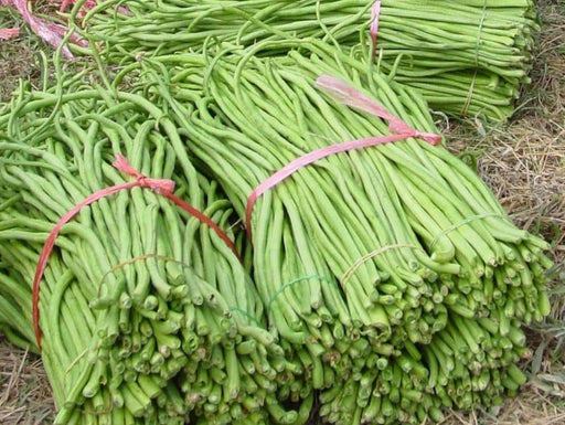 Yard Long Bean,sweet and crunchy pods - Asian Vegetable - Caribbeangardenseed