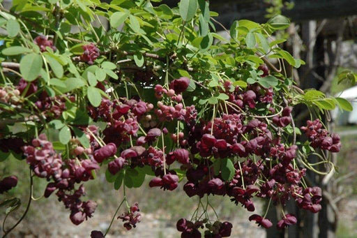 Akebia quinata Seeds- Chocolate Vine. - Caribbeangardenseed