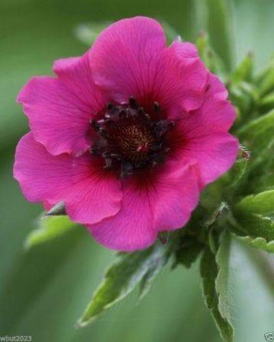 Potentilla nepalensis 'Miss Willmott'Also known as Cinquefoil. ! - Caribbeangardenseed