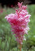 Queen of the Prairie Seeds - Filipendula rubra - Beautiful, US Native Wildflower - Caribbeangardenseed