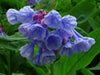 Virginia Bluebells flowers seed, Mertensia virginica, Native Perennial ! - Caribbeangardenseed