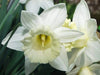 Mount Hood Daffodil Bulbs, Excellent Naturalizer - Caribbeangardenseed