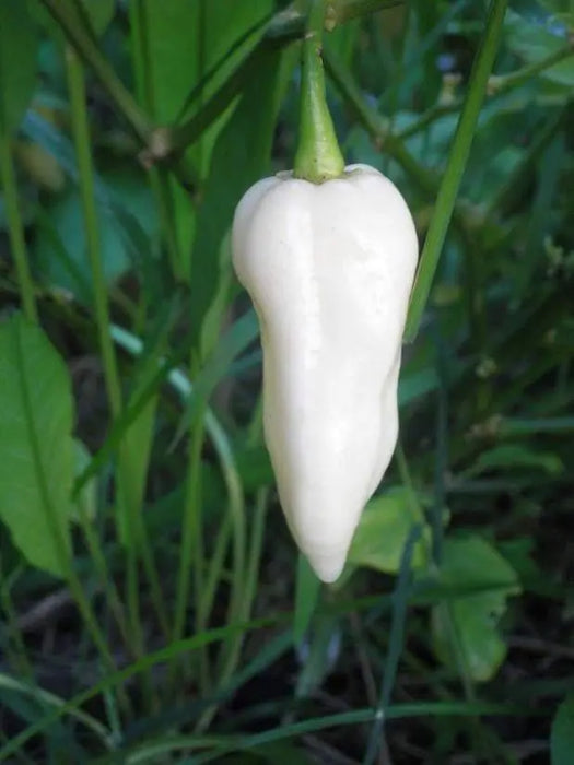 White Ghost Chili/ Bhut Jolokia ,also known as Naga Jolokia, Naga Morich - Caribbeangardenseed