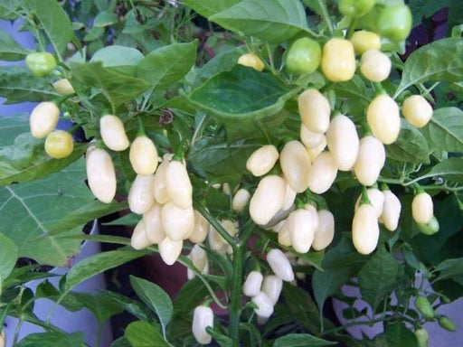 White Habanero Pepper Seeds (capsicum chinense) - Caribbeangardenseed