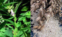 WHITE Sesame Plant seeds -Easy to Grow. - Caribbeangardenseed