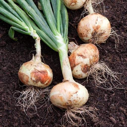 White Sweet Spanish Onion Seed ,Spring, late Summer or Fall, Asian Vegetable - Caribbeangardenseed