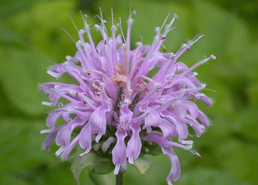 Wild Bergamot (Bee Balm Seeds,) Monarda Fistulosa - Perennial herb - Caribbeangardenseed
