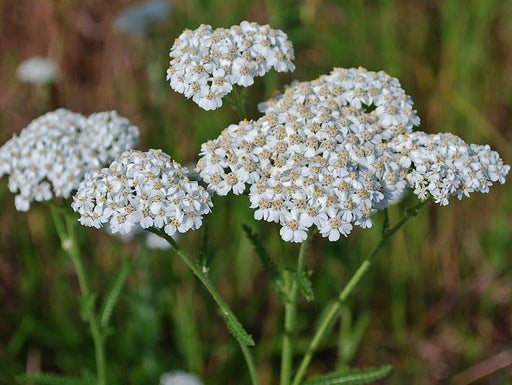Yarrow Flowers Seeds - White (Achillea Millefolium) Perennial Wildflower - Caribbeangardenseed