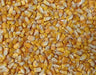 Yellow dent corn seeds, ORGANIC ,HEIRLOOM, OPEN POLLINATED - Caribbeangardenseed