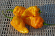 YELLOW DEVIL'S TONGUE Chili Pepper Seed- Heirloom from My State, Pennsylvania ! - Caribbeangardenseed
