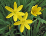 Yellow eye Grass (Sisyrinchium californicum) Golden-eyed Grass - Caribbeangardenseed