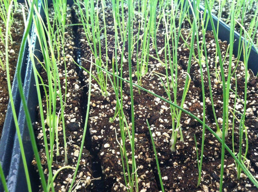 Texas Early Grano 502 PRR Onion seeds - Caribbeangardenseed