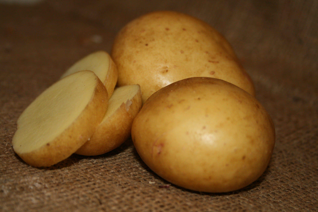 Yukon Gold Potato Seed,/tuber, Smooth, thin yellow skin - Caribbeangardenseed