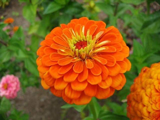 Zinnia Elegans 'Orange King'-FLOWERS SEED - Caribbeangardenseed