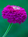 Zinnia Seeds -(Zinnia Elegans Dahlia Flowered Purple Prince)' Butterflies And Hummingbirds love them ! - Caribbeangardenseed
