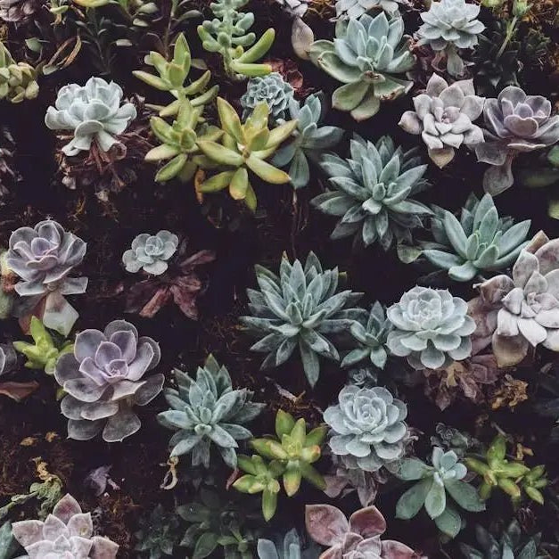 15-Common-Mistakes-in-Growing-Succulent-Seeds-and-How-to-Avoid-Them Caribbean garden seed