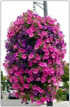 18 ideas in Container flowers , Pintrest