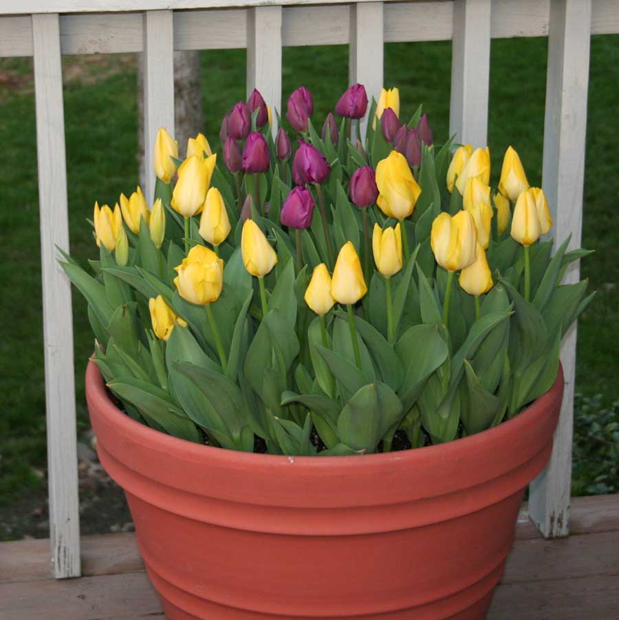 Planting and caring for tulips