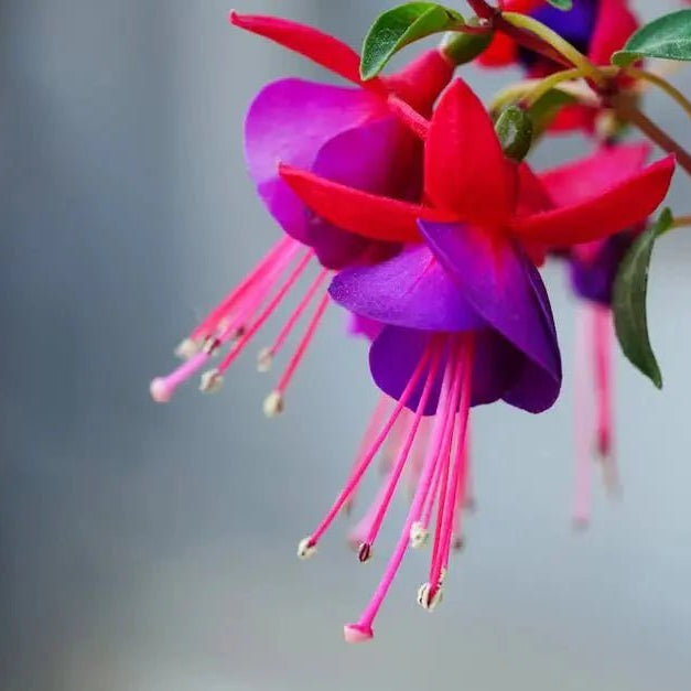 A Guide to Growing Exotic Flower Seeds with Ease