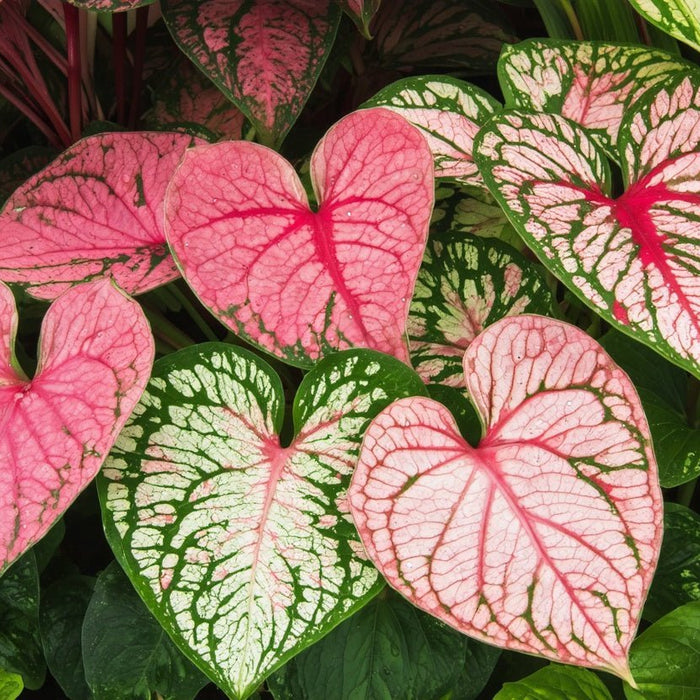 Bright pink and green heart-shaped leaves grown from caladium bulbs, inspiring your colorful garden journey