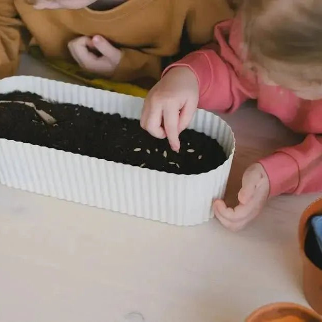 Can-I-Grow-Spice-Seeds-Indoors Caribbean garden seed