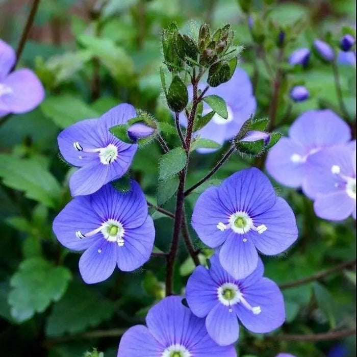 Check-my-other-channel Caribbean garden seed