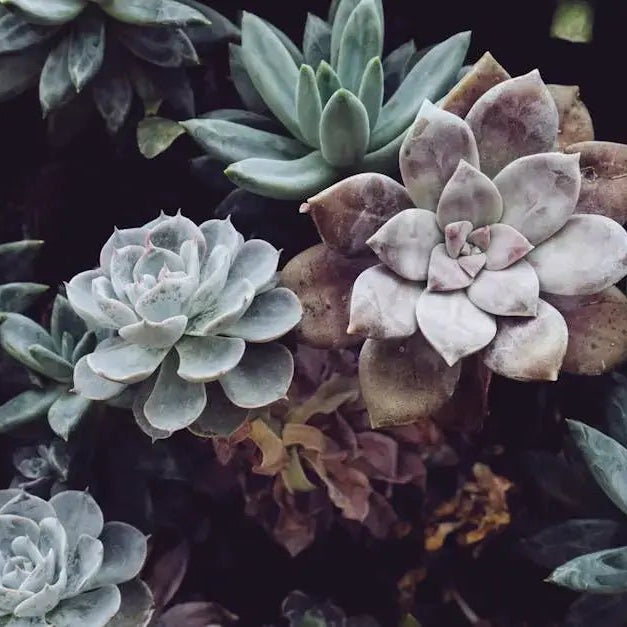 Creating-a-Stunning-Succulent-Display-from-Seeds Caribbean garden seed
