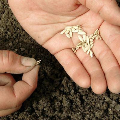 Direct Sow Seeds