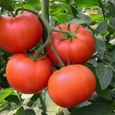 Determinate-vs-Indeterminate-Tomatoes-Which-is-Best-for-Your-Garden Caribbean garden seed