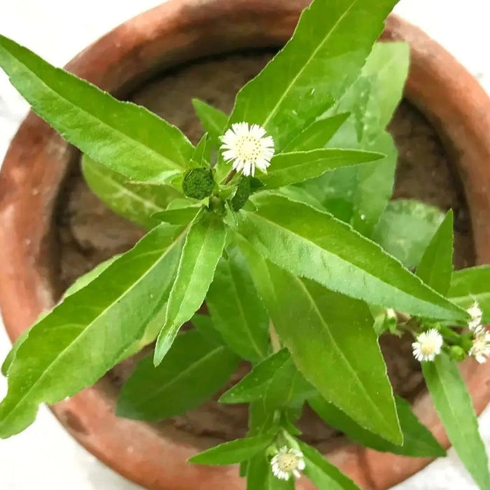 Discover-the-10-Best-Herbs-to-Grow-in-Your-Garden Caribbean garden seed