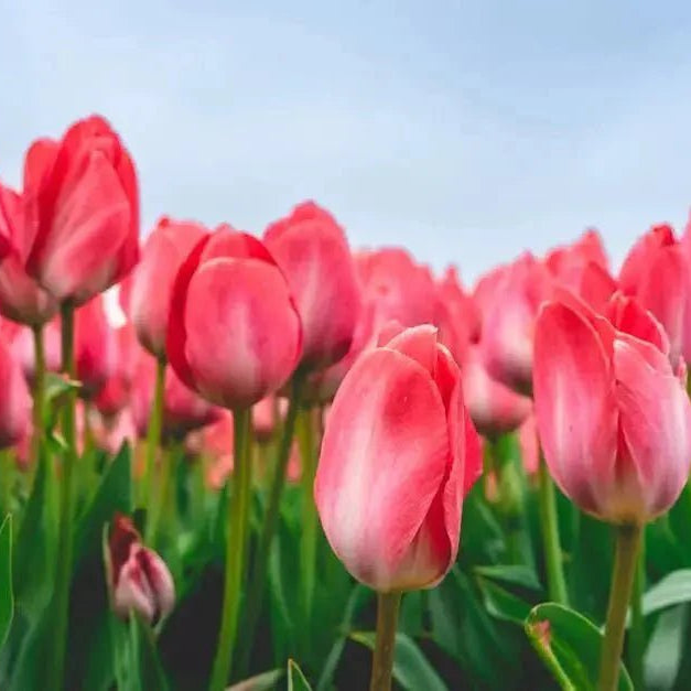 FALL-BULBS Caribbean garden seed