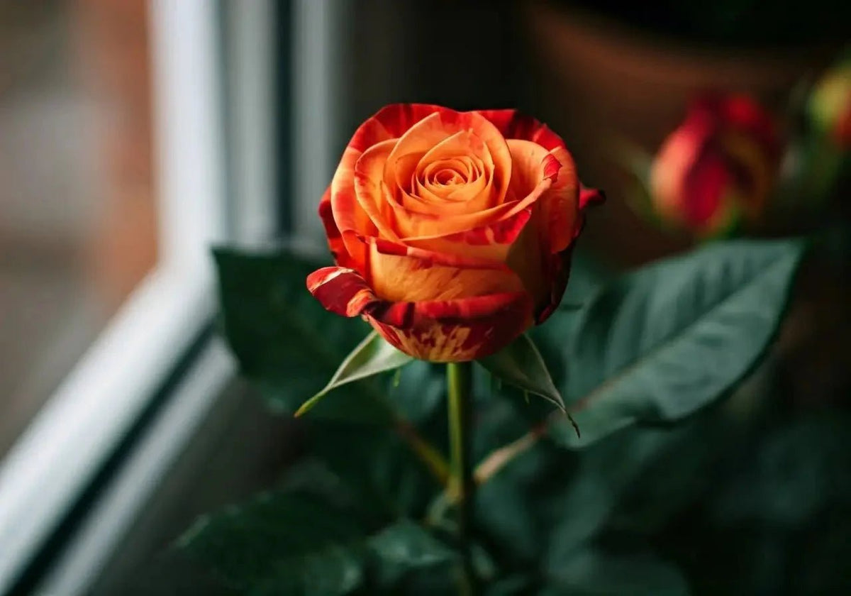 Fire and Ice Rose: Tips for Successful Indoor Cultivation — Caribbean ...