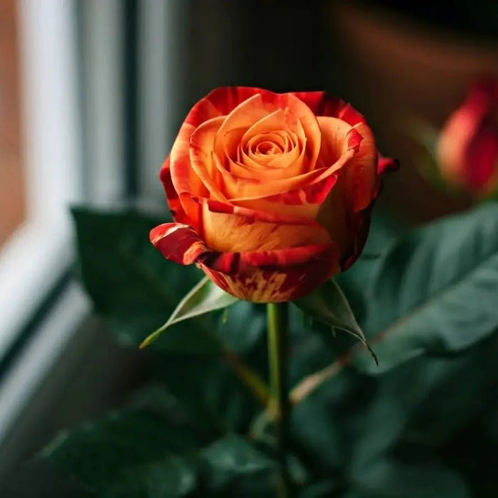 Fire and Ice Rose: Tips for Successful Indoor Cultivation