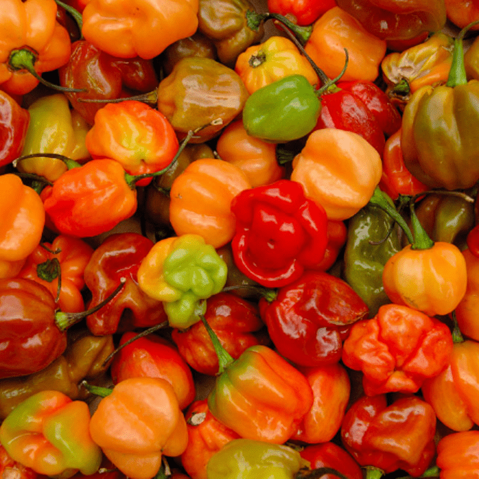 Growing peppers seeds