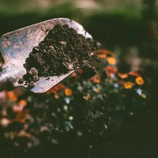 How-Do-I-Start-Growing-Fruit-Seeds-in-My-Backyard Caribbean garden seed