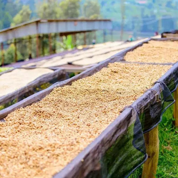 How-Should-I-Store-Seeds-for-Maximum-Longevity Caribbean garden seed