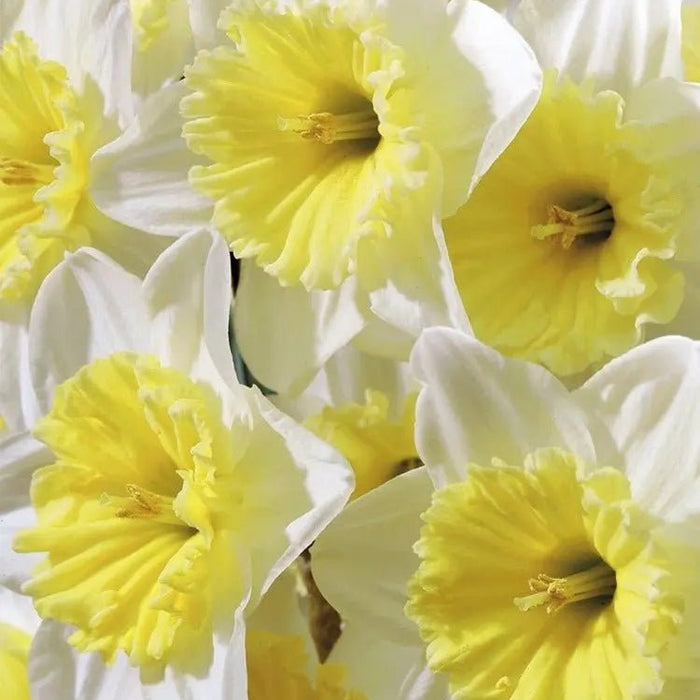 How to Force Daffodil Bulbs