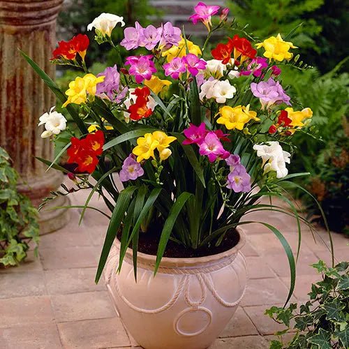 How-to-Grow-a-Container-Garden-in-an-Apartment Caribbean garden seed