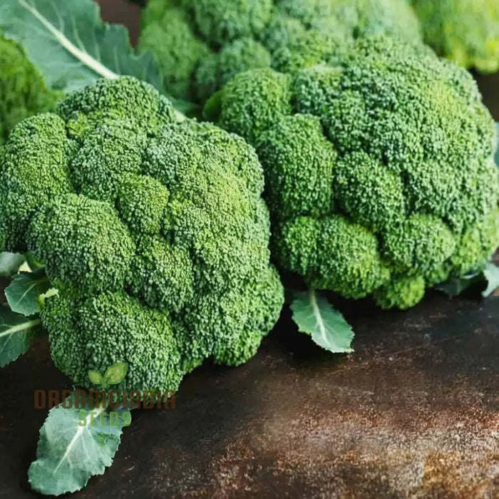 How to Grow Broccoli