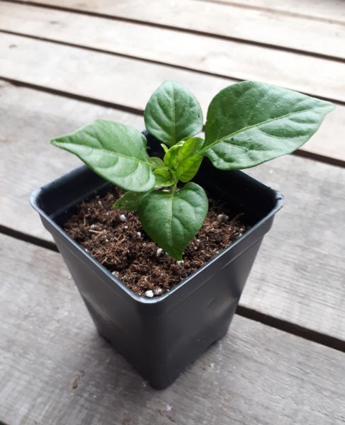 How To Grow Hot Pepper Seeds