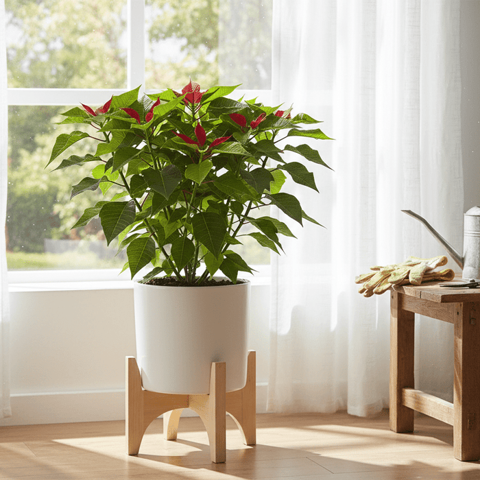 Poinsettia care after Christmas with healthy indoor plant by sunny window, watering can, and gardening gloves