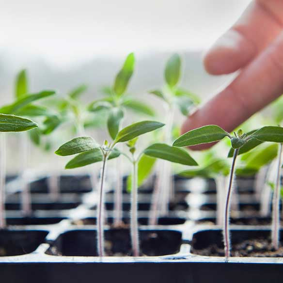 HOW TO Plant, Grow, & Harvest TOMATOES