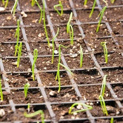 How to Start onions from seed indoors