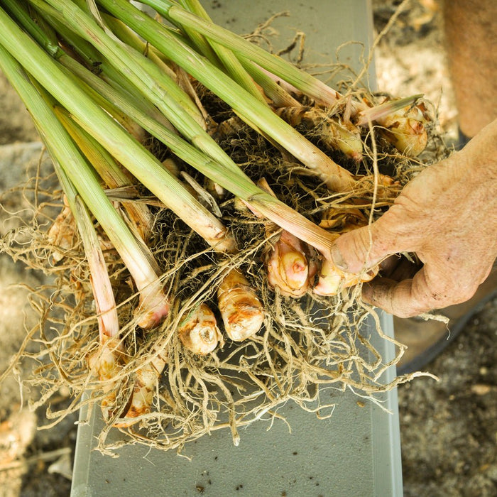 How to Successfully Grow Ginger Indoors
