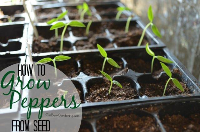 How To Grow Hot Pepper Seeds