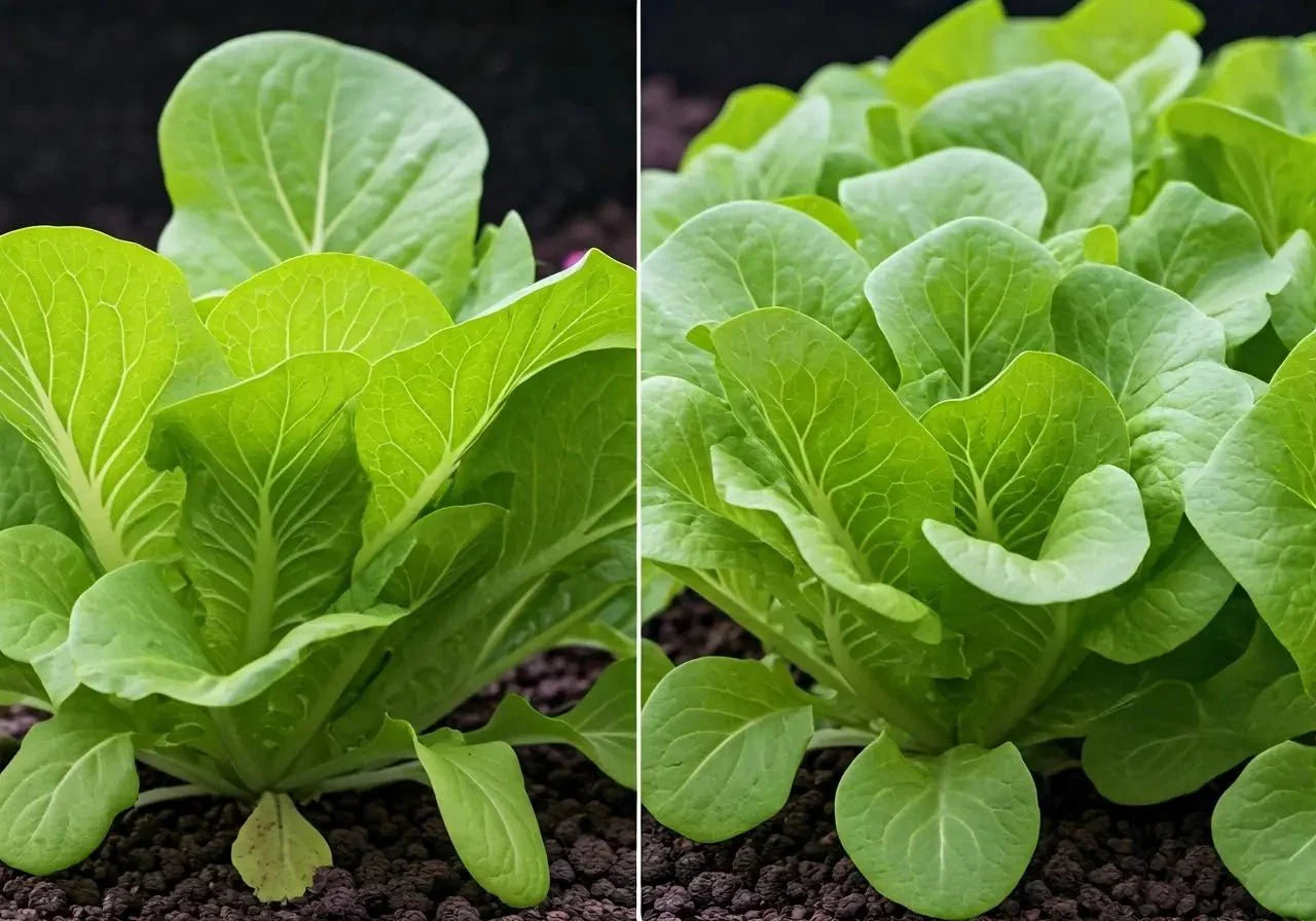 Indoor vs. Outdoor: Where Should You Plant Your Salad Seeds?