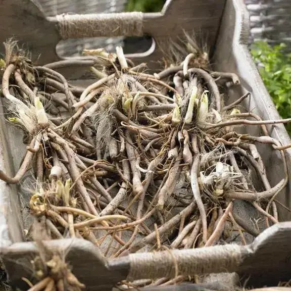 Interesting Facts About Bareroot Plants