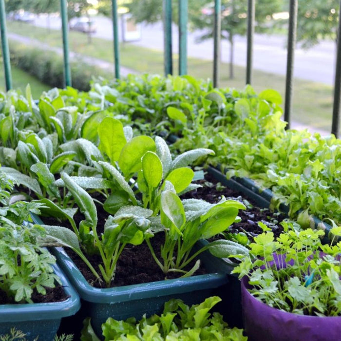 Maximize Your Garden: Seed Starting & Planting Schedule