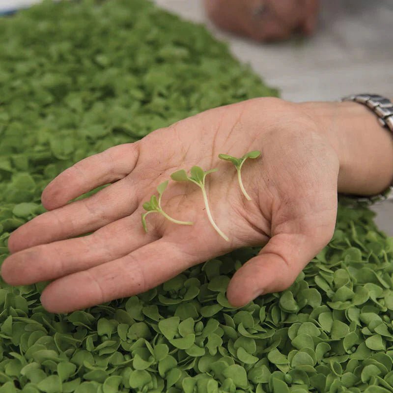 Microgreens: The Best Beginner's Guide